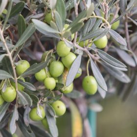 Olive tree branch at evening sunset light.